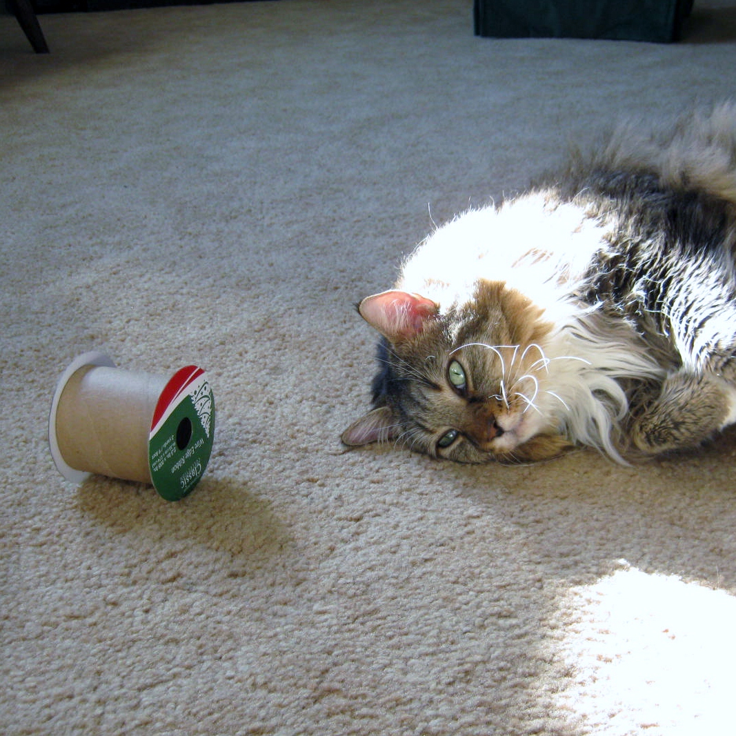catnip and rusty 005