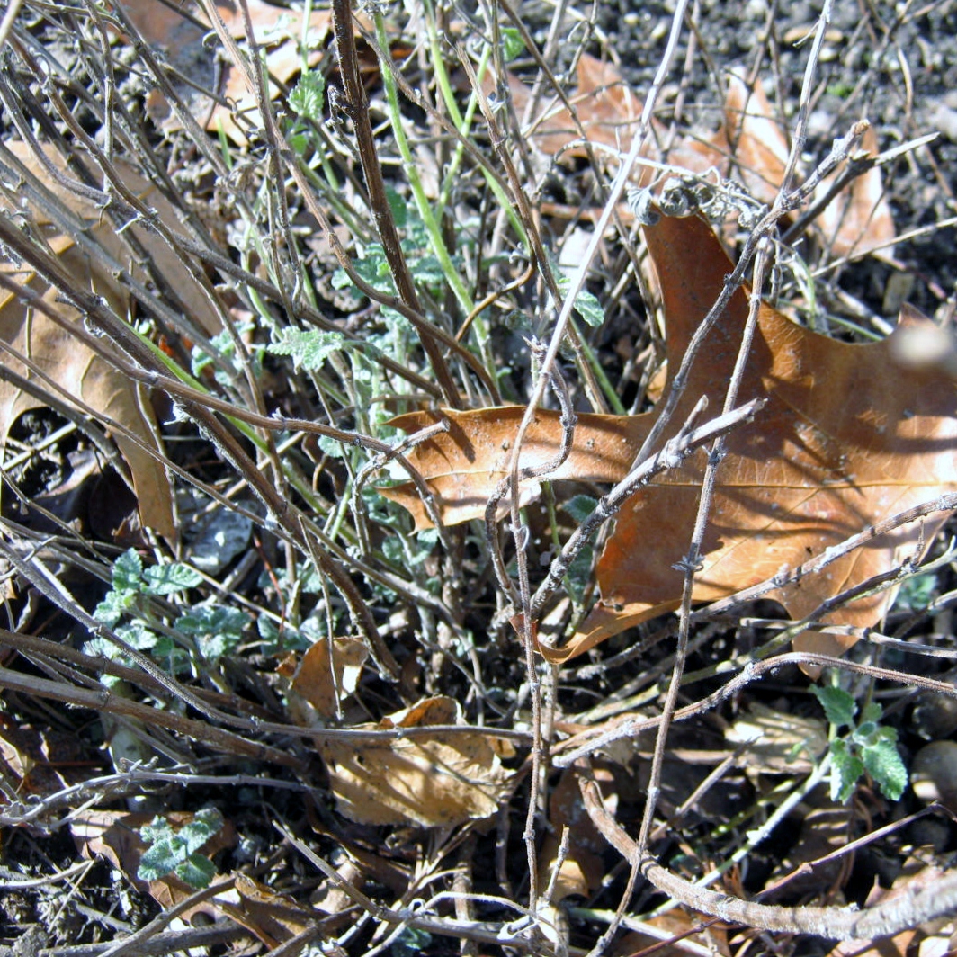 catnip and rusty 010