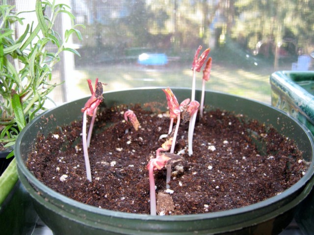 blog ladybug and spray roses 008