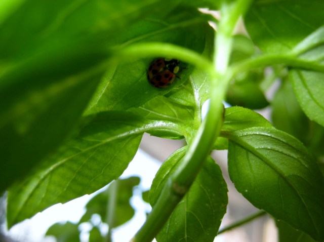blog ladybug and spray roses 010