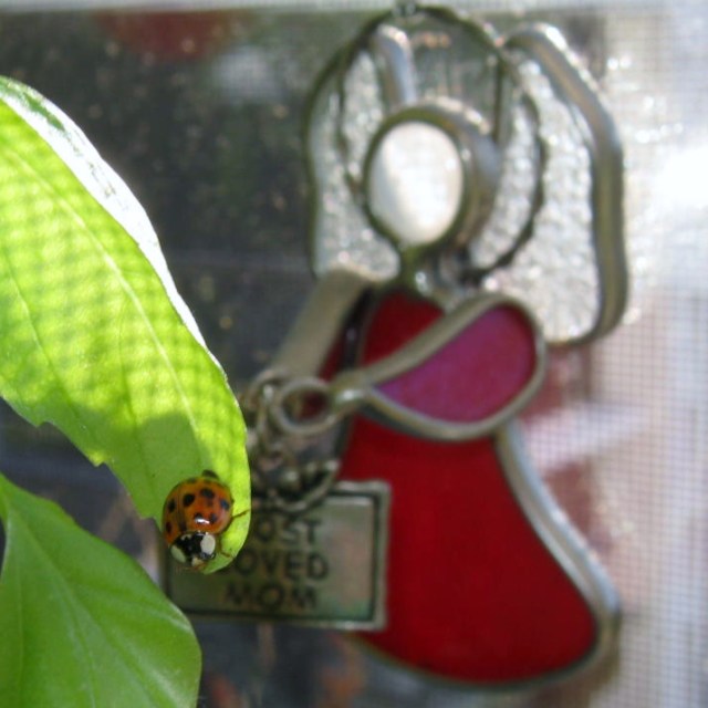 blog ladybug and spray roses 019