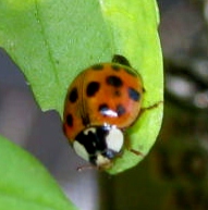 blog ladybug and spray roses 020