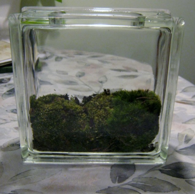 blog terrariums 017
