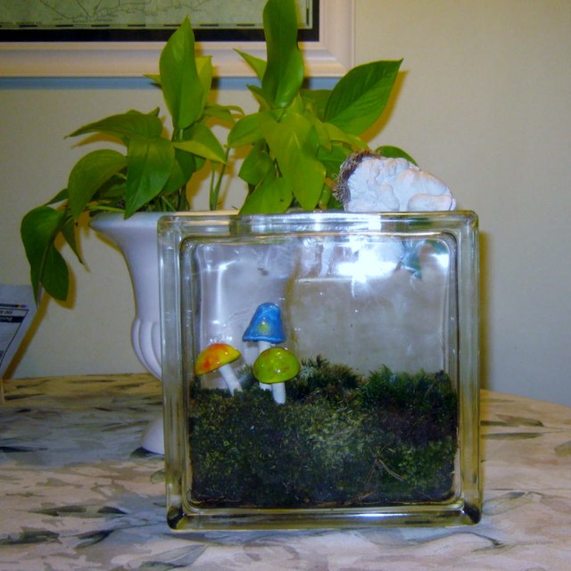 blog terrariums 026