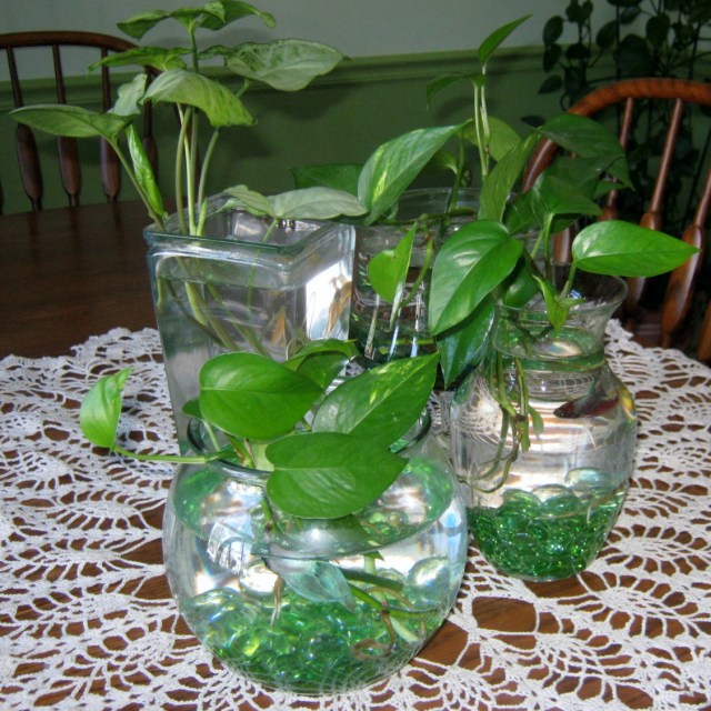 Daffodil and Bettas 005