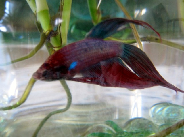 Daffodil and Bettas 007