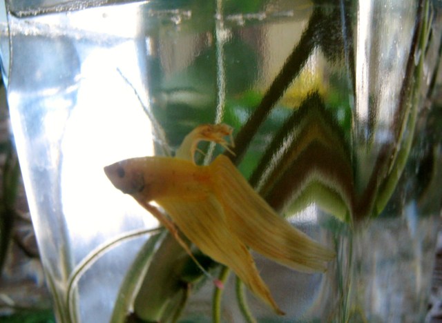 Daffodil and Bettas 018