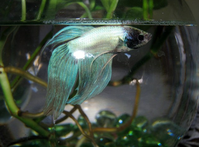 Daffodil and Bettas 025