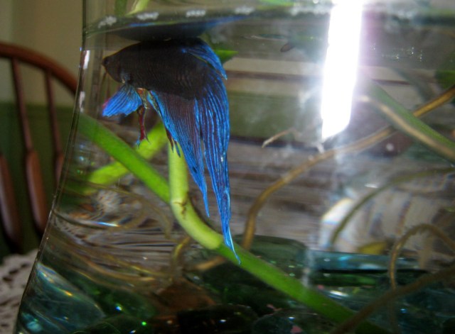 Daffodil and Bettas 027