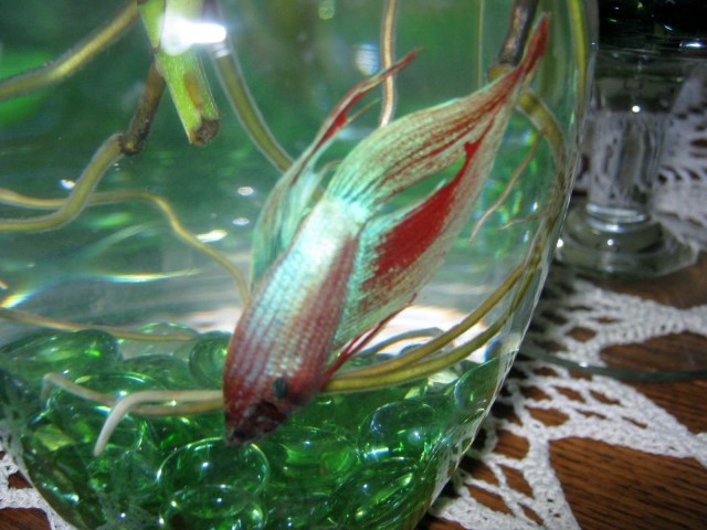 Daffodil and Bettas 030