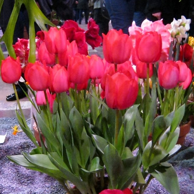 flower show and grandboys 010