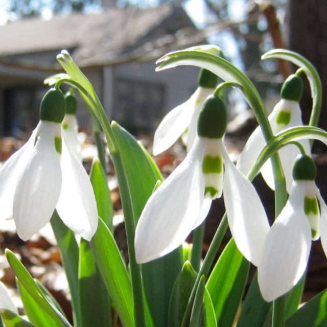 snowdrops 007