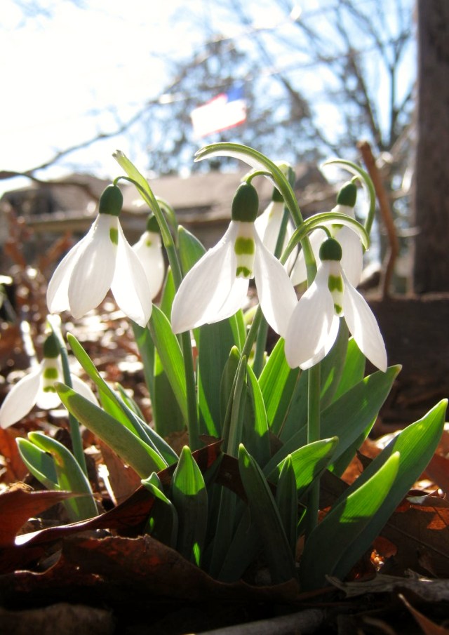 snowdrops 008