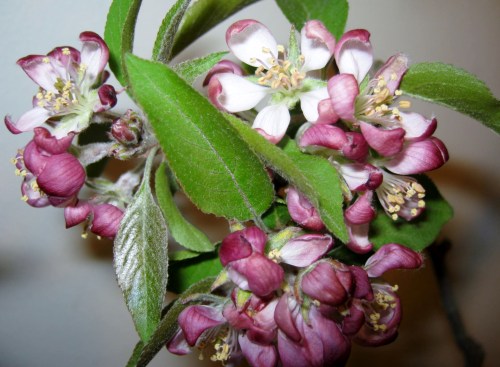 crabapple 002