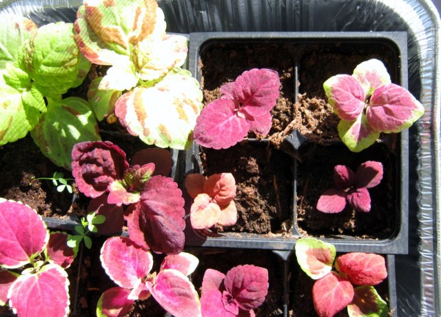 coleus 004
