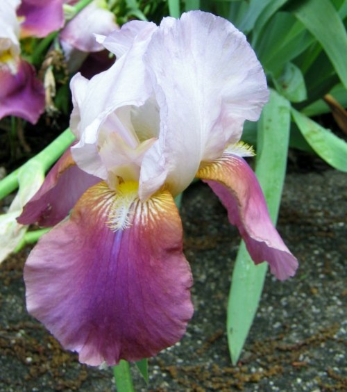 iris 015