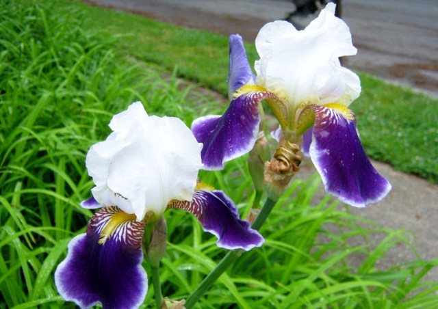 iris 016