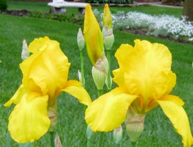 iris 018