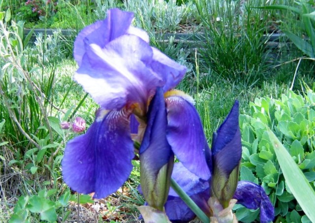 iris hunt 010