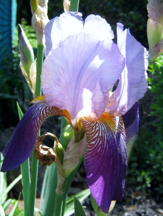 iris hunt 021