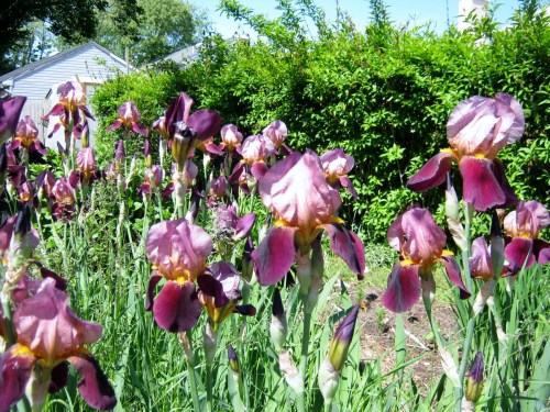 iris hunt 054
