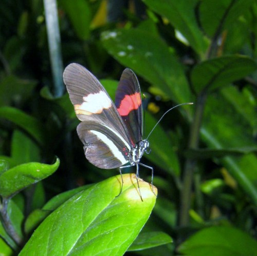 academy of natural science 013