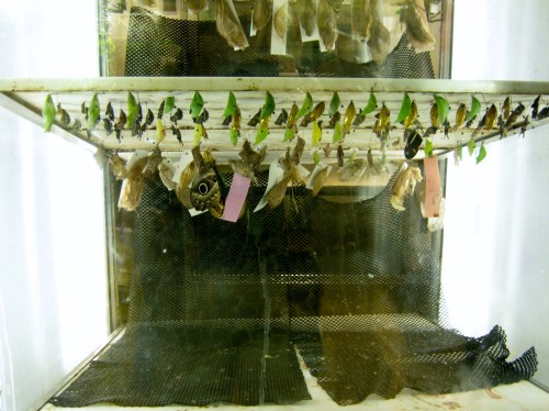 academy of natural science 019