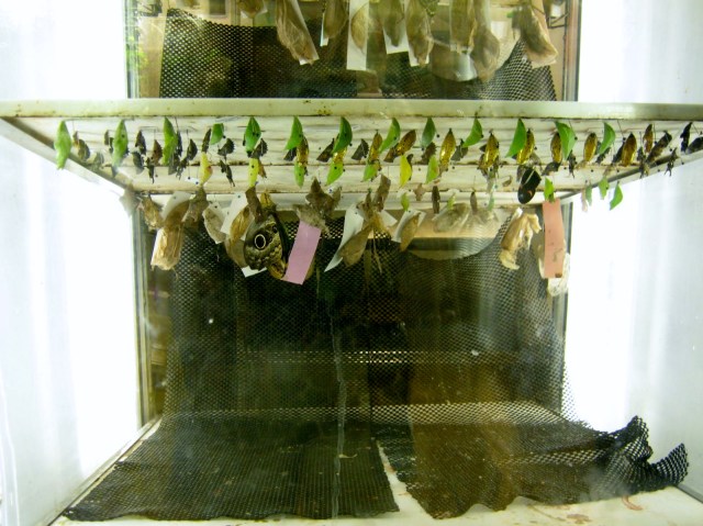 academy of natural science 019