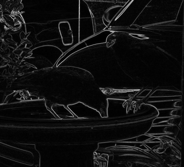 Love these crows 6-23-13 009glowing edges