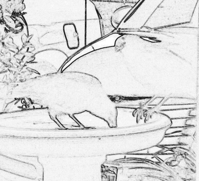 Love these crows 6-23-13 edges