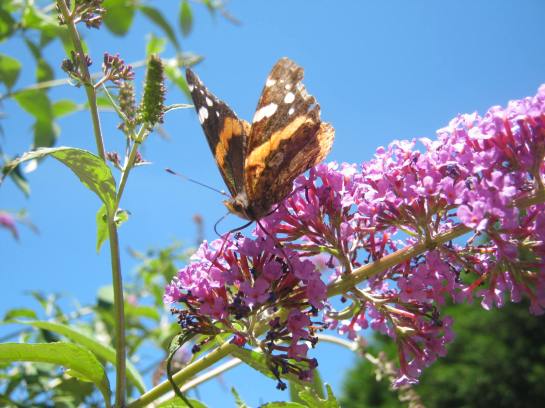Block Island 2013 178