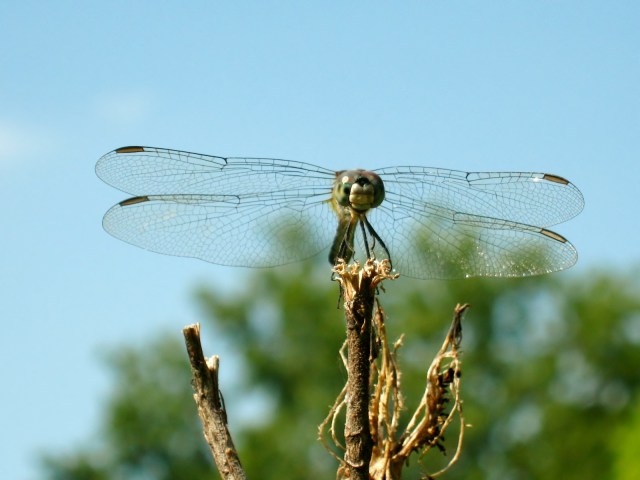 butterflies and bees and dragonflies 078