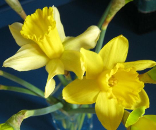 Daffodils3