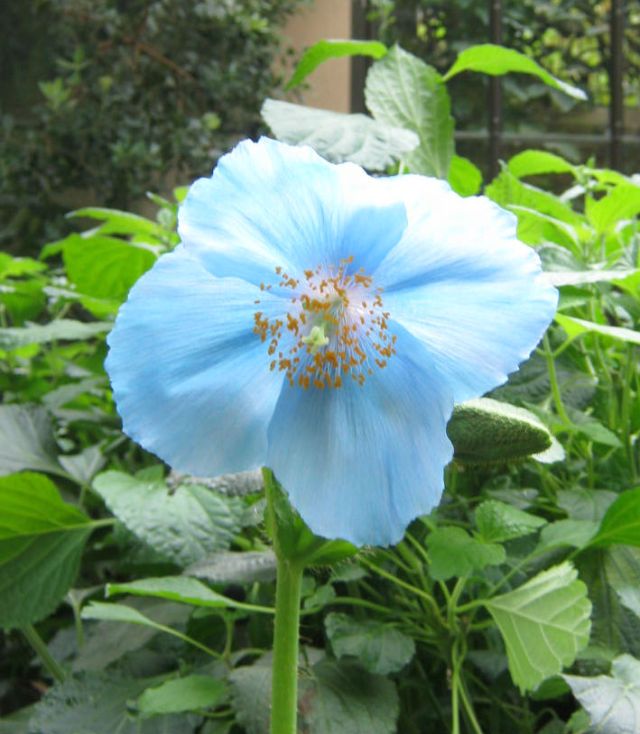 blue poppy 3