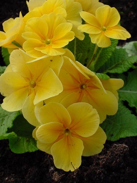 must create yellow primula