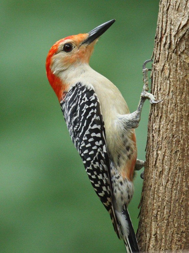 woodpecker