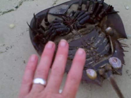 My beautiful picture