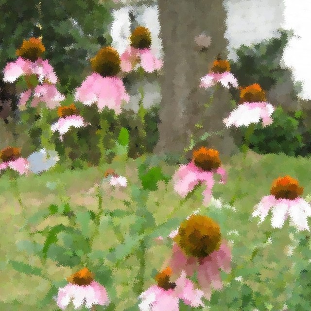 echinacea