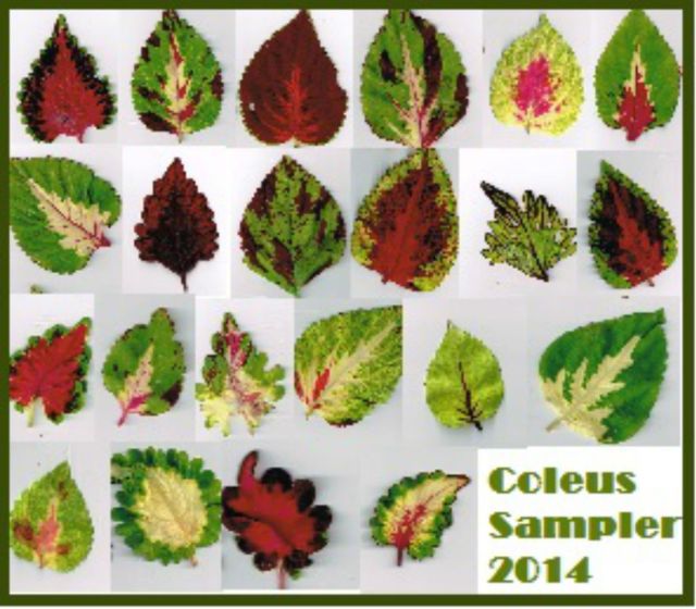 Coleus sampler jpg
