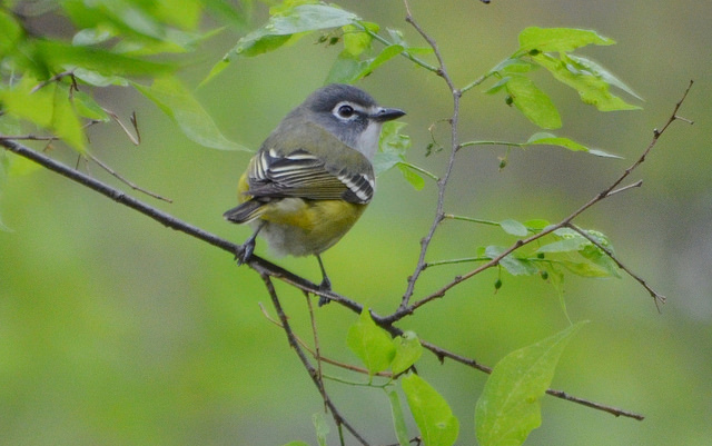 blue headed vireo