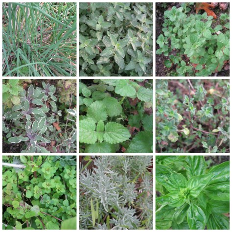 collage herbal