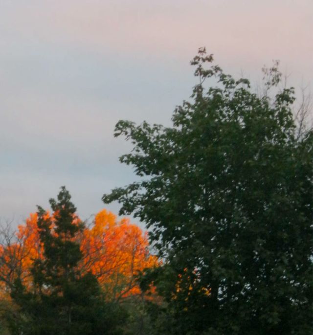 Echoes From the Burning Bush