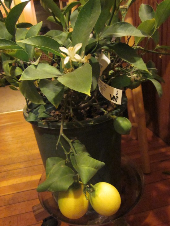 meyer lemon tree in pot