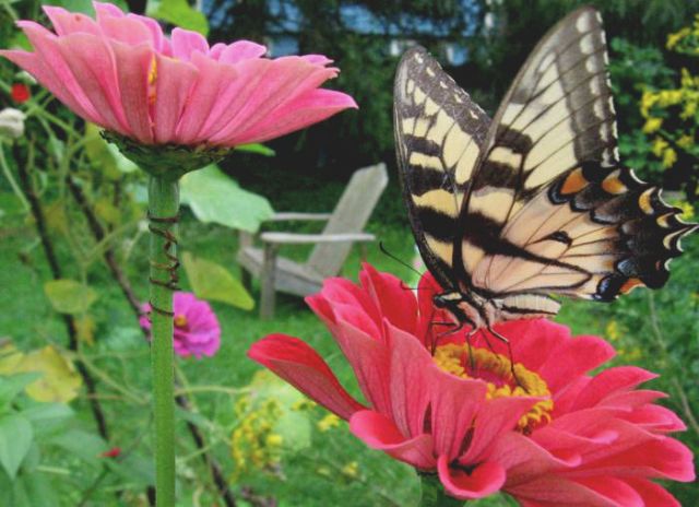 swallowtail on zinnia