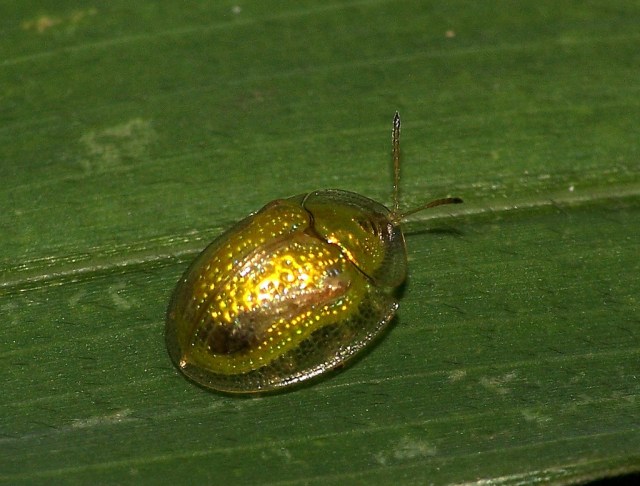 golden tortoise beetle