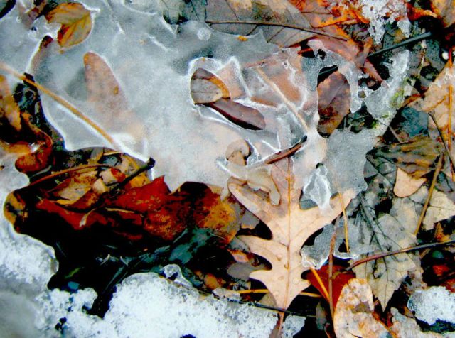 Puddled Ice Frozen in Time