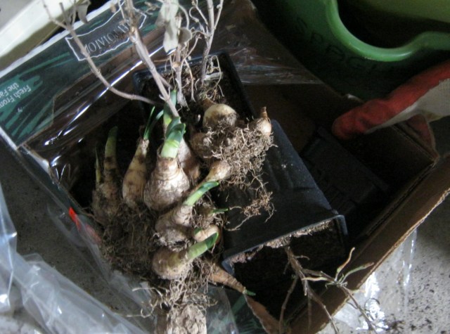 Forgotten daffodil bulbs