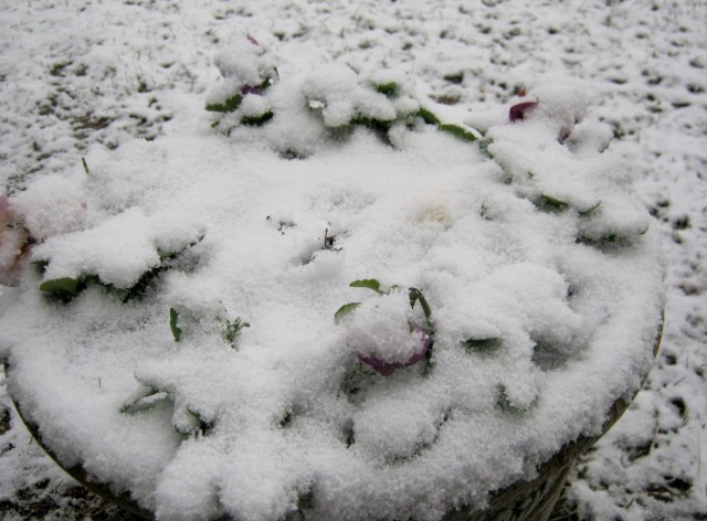 What lies beneath the blanket of snow? Pansies!