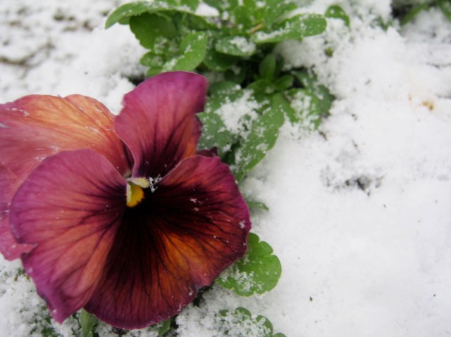 Persian Carpet Pansy
