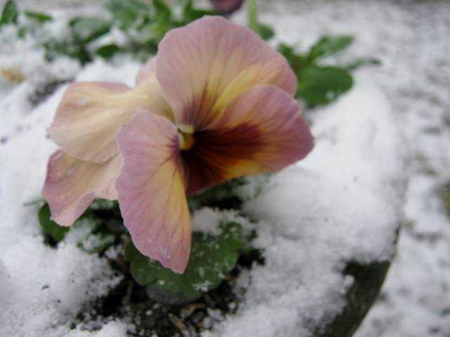 Persian Carpet Pansy